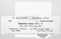 Taphrina populina image